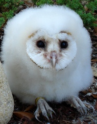 British Barn Owl chicks 6 wks old